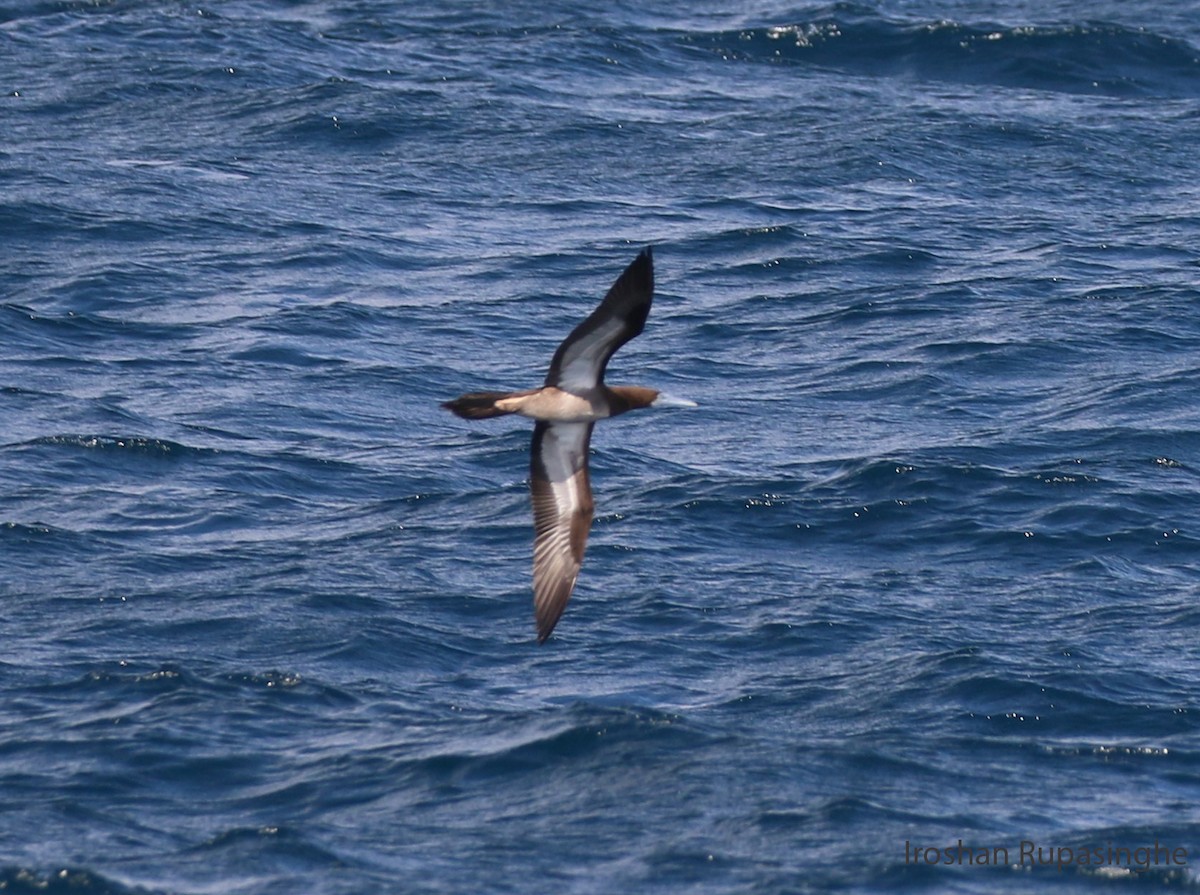 Brown Booby - Iroshan Rupasinghe