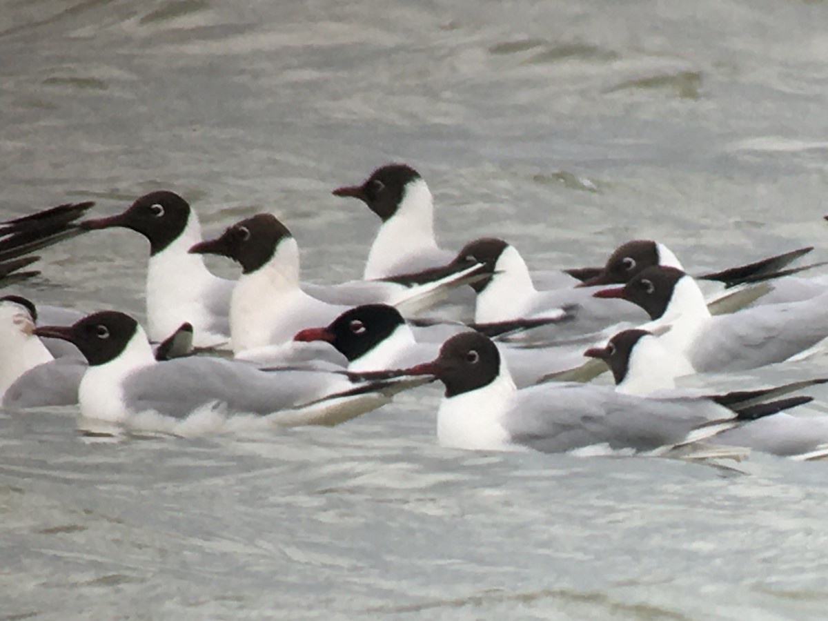 Mediterranean Gull - ML223475421