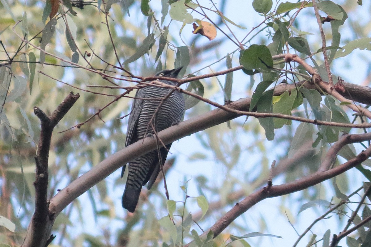 Barred Cuckooshrike - Chris A