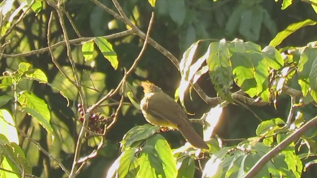 Puff-throated Bulbul - ML223476521