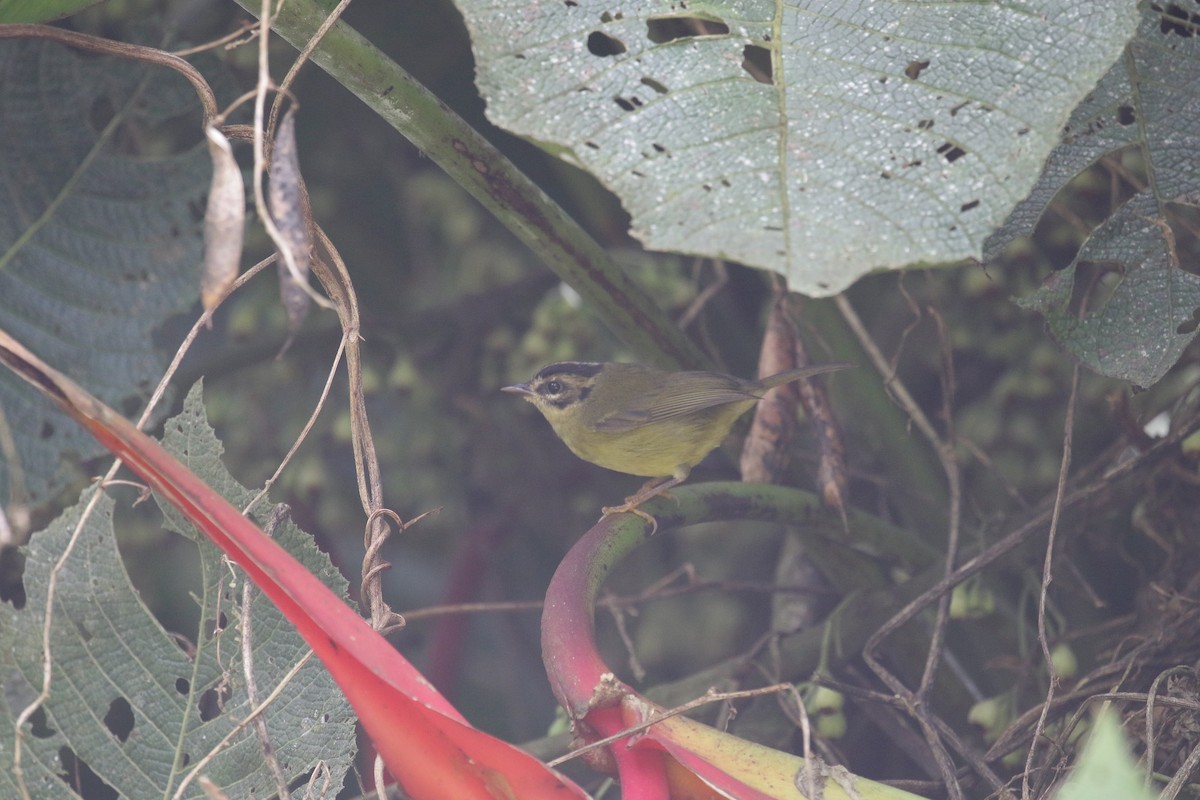 Three-striped Warbler - R.D. Wallace