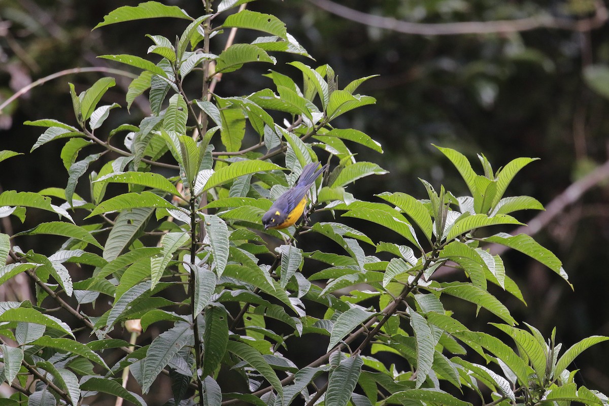 Lacrimose Mountain Tanager - R.D. Wallace