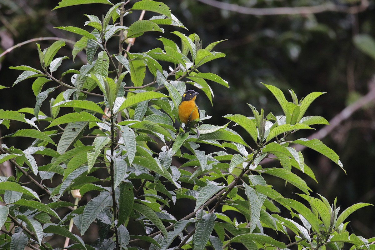Lacrimose Mountain Tanager - R.D. Wallace