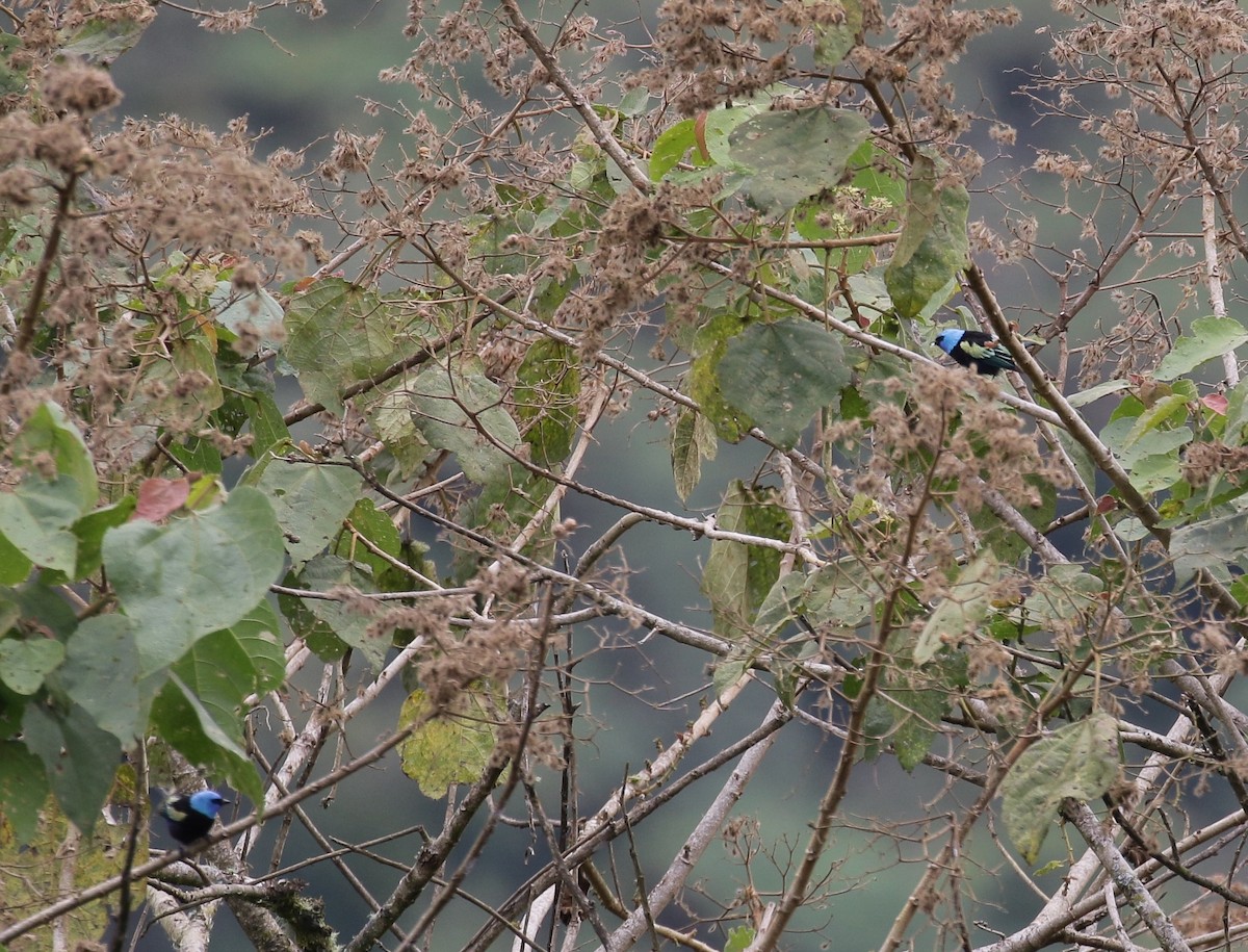 Blue-necked Tanager - R.D. Wallace