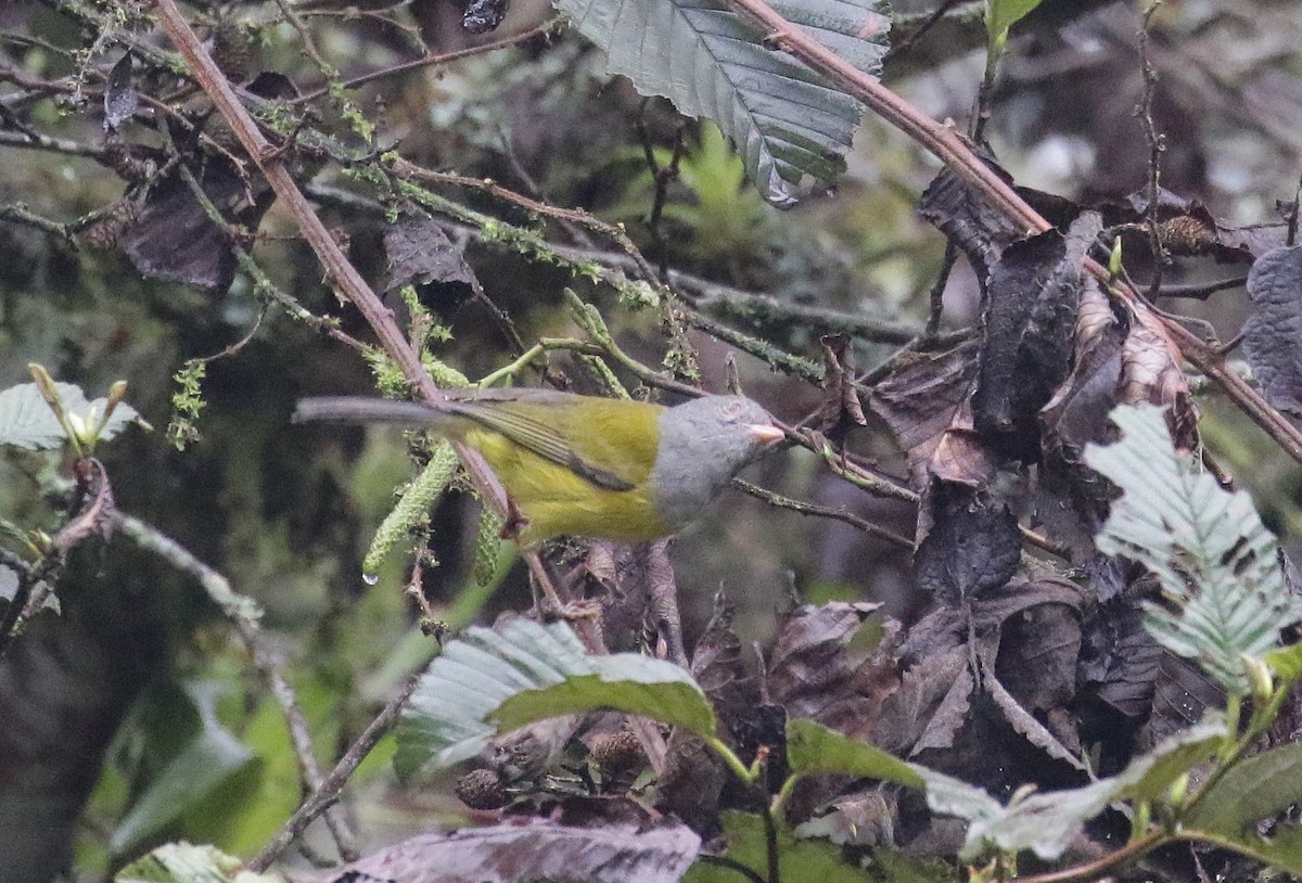 Gray-hooded Bush Tanager - R.D. Wallace