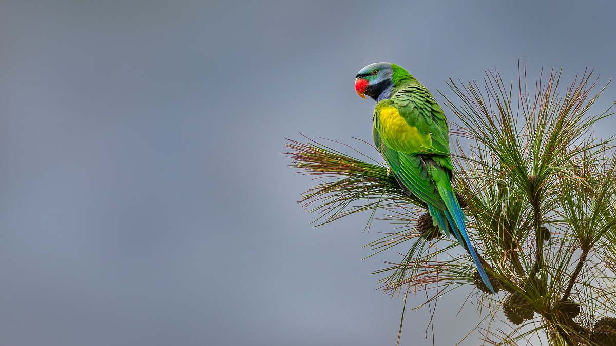 Derbyan Parakeet - ML223479891