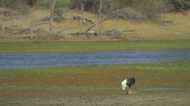 African Fish-Eagle - ML223484611