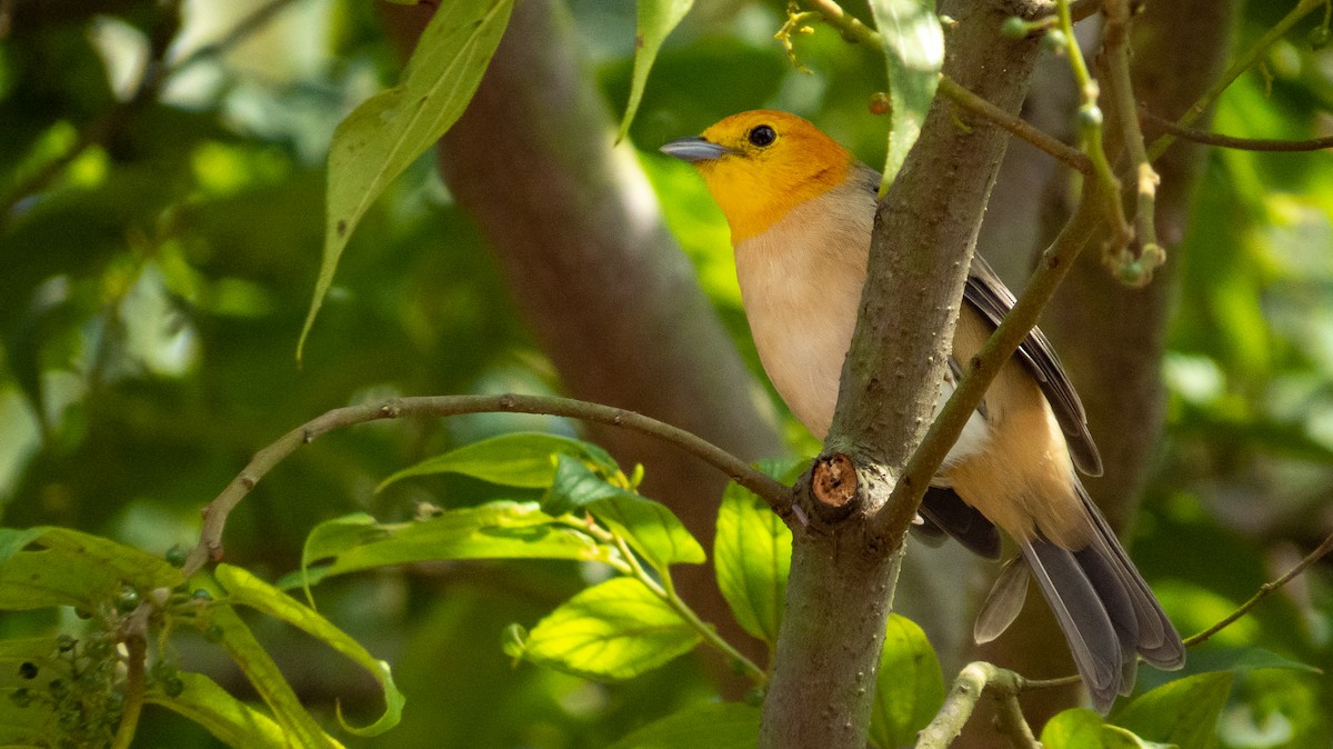 Orange-headed Tanager - ROBSON SANTOS