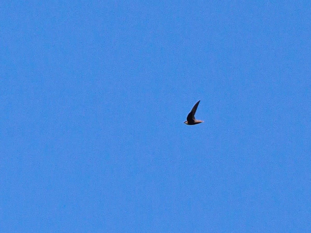 Gray-rumped Swift (Ash-rumped) - ML223487031