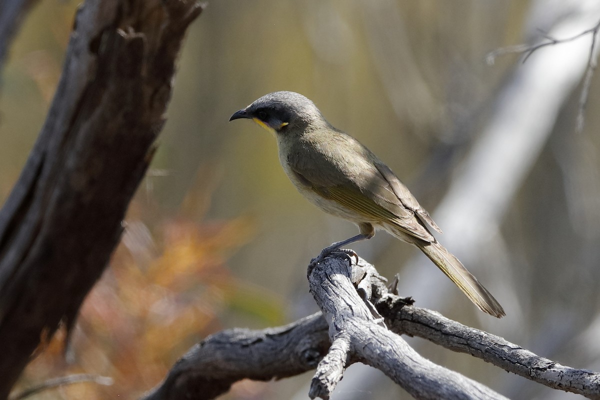 Purple-gaped Honeyeater - ML223487111