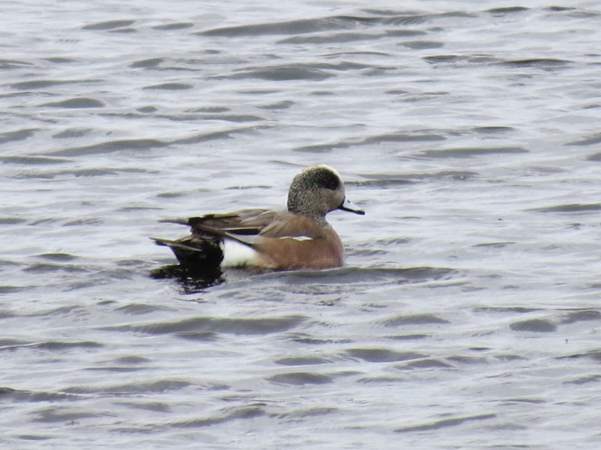 American Wigeon - Paul Frost