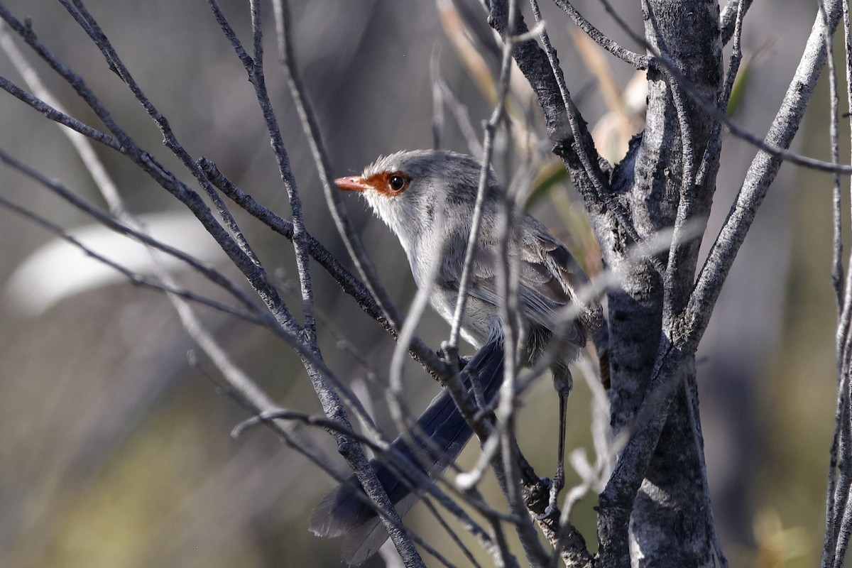 Purple-backed Fairywren - ML223488001