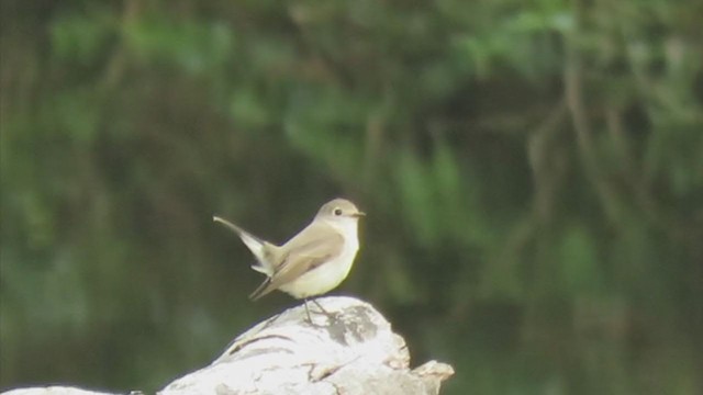 Taiga Flycatcher - ML223490311