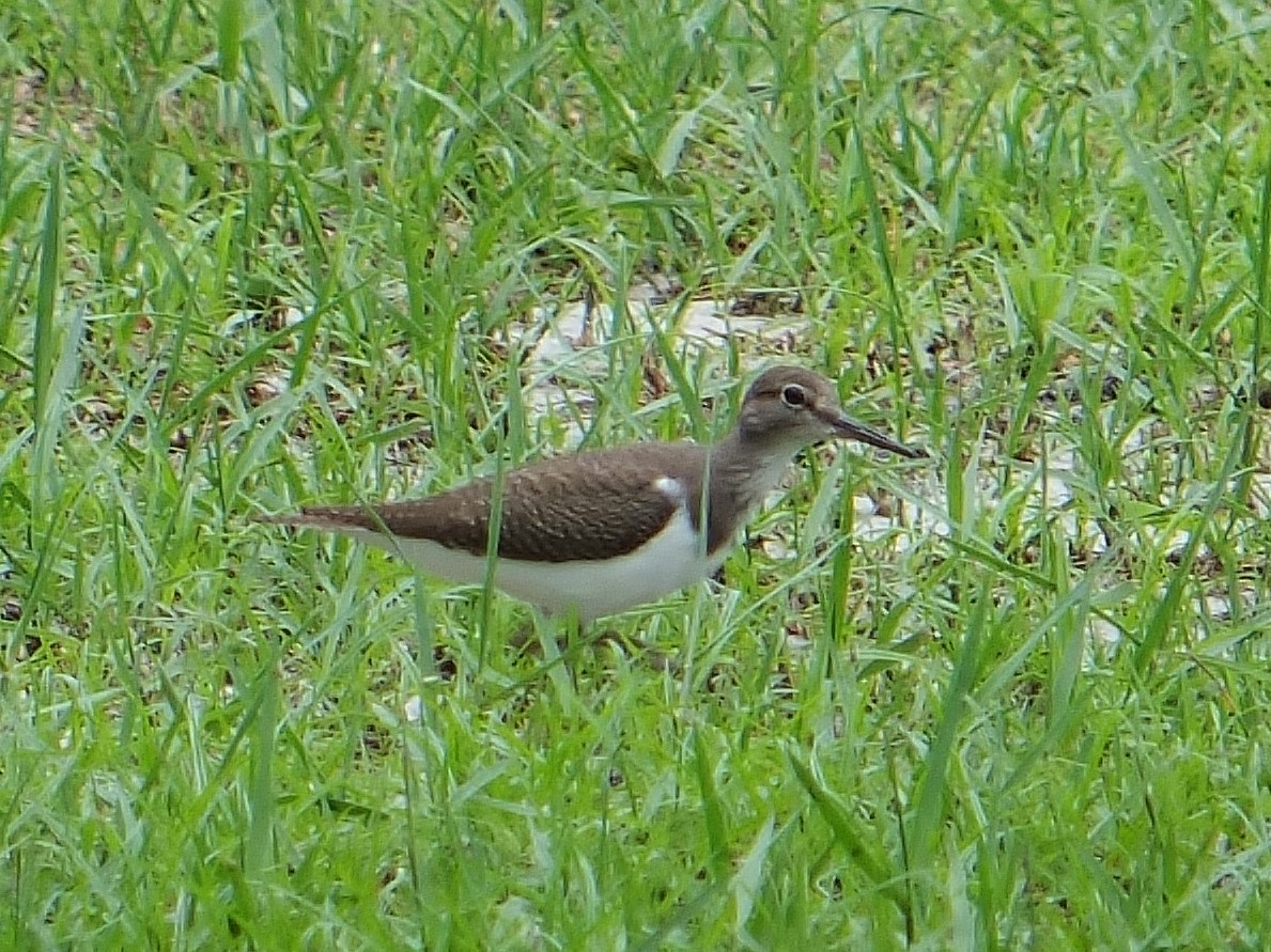 Common Sandpiper - ML223490371