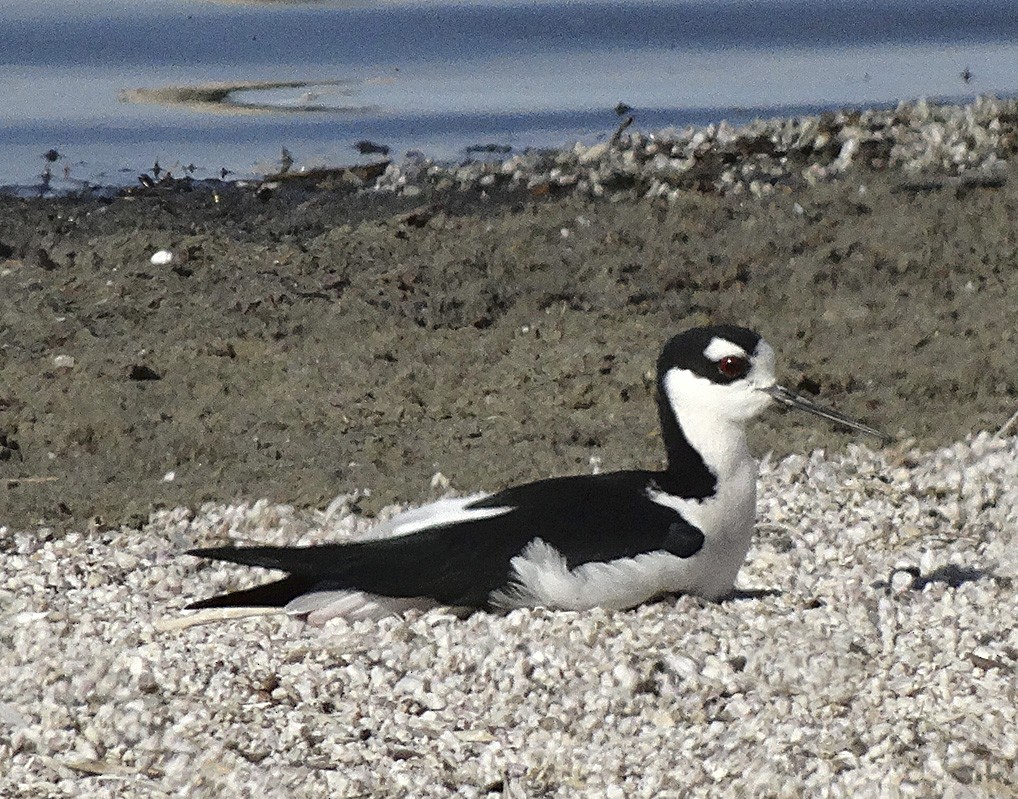 Cigüeñuela Cuellinegra - ML22349061