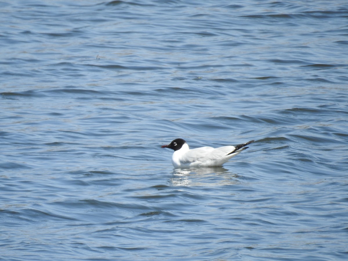 Mouette des Andes - ML223491951