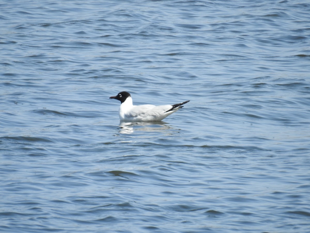 Andean Gull - Fernando Angulo - CORBIDI