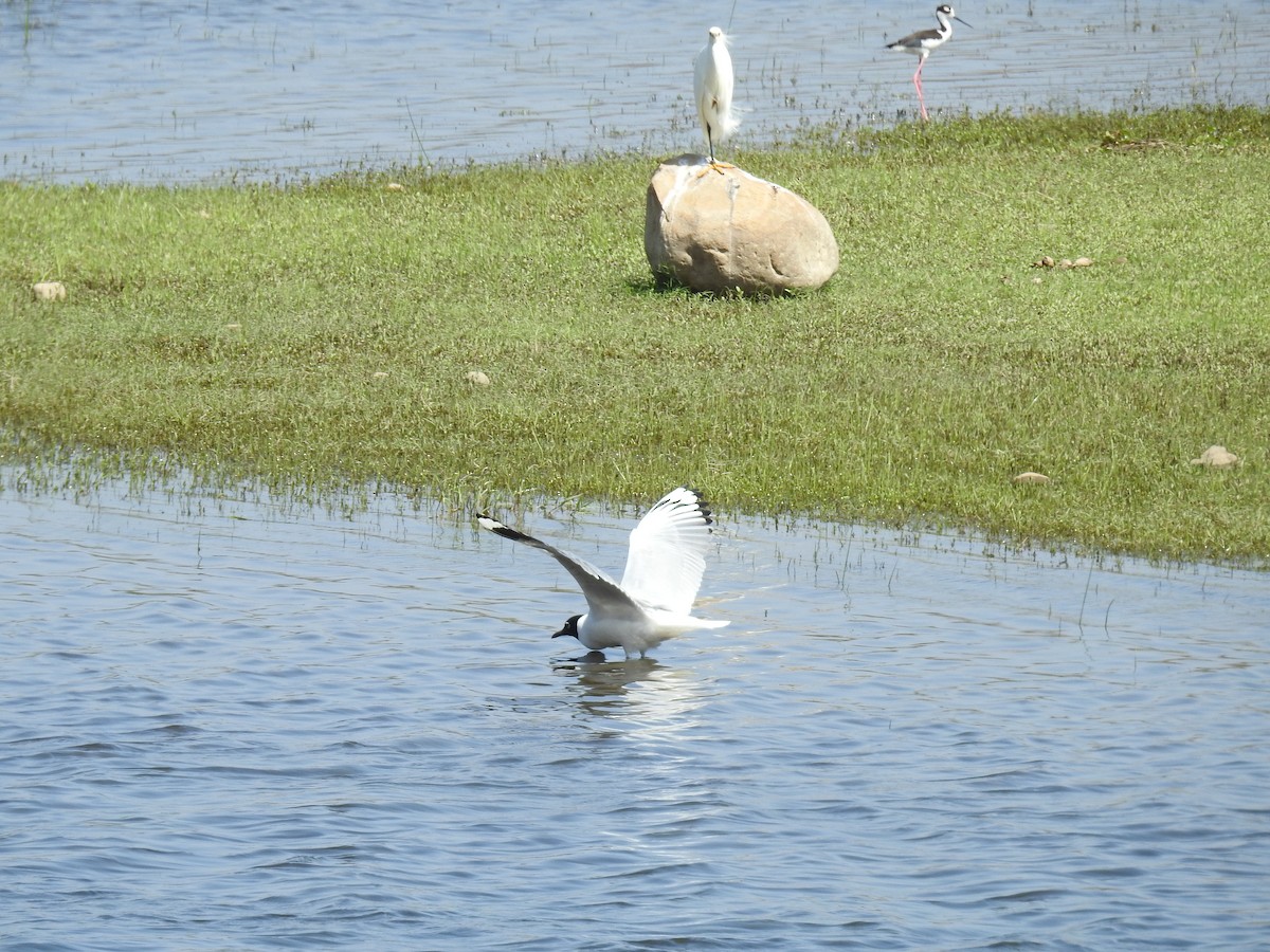 Mouette des Andes - ML223492161