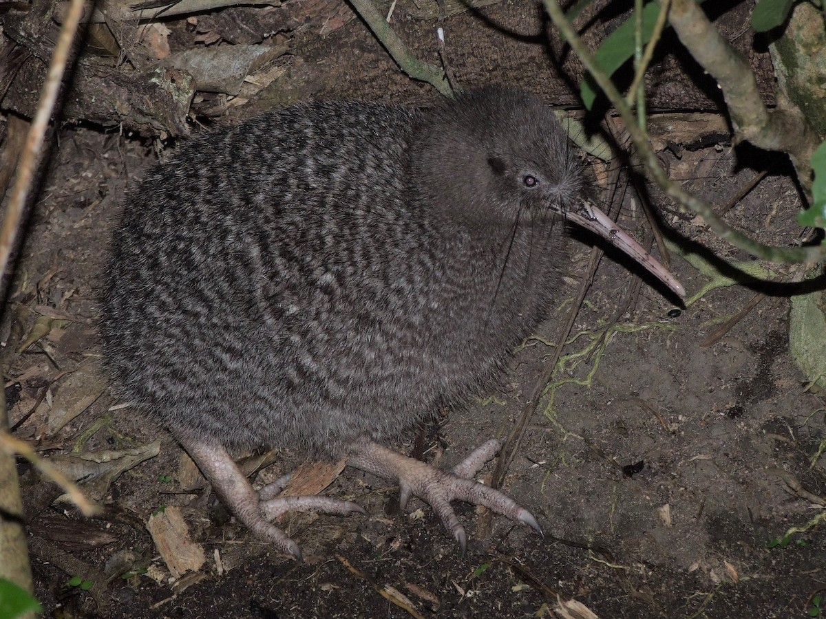 Photos - Little Spotted Kiwi - Apteryx owenii - Birds of the World