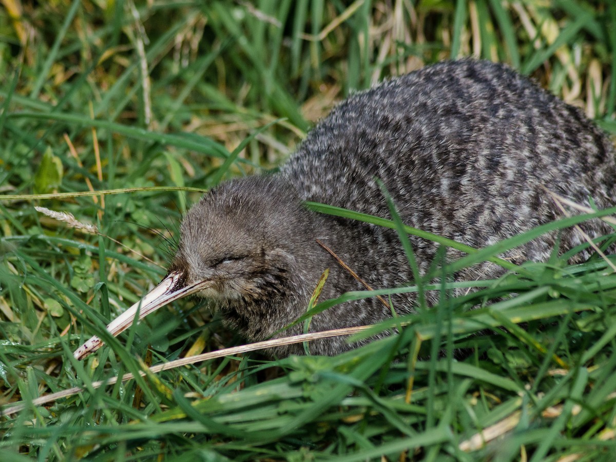 Photos - Little Spotted Kiwi - Apteryx owenii - Birds of the World