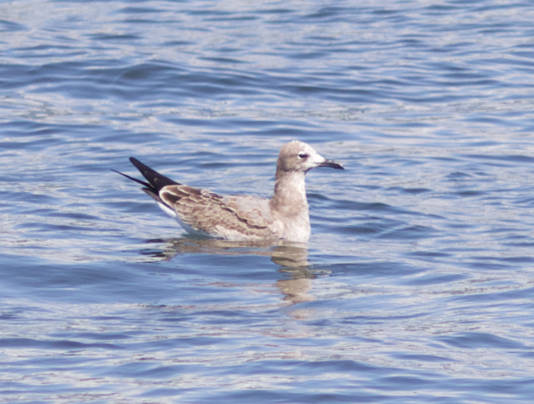 Laughing Gull - ML223496831