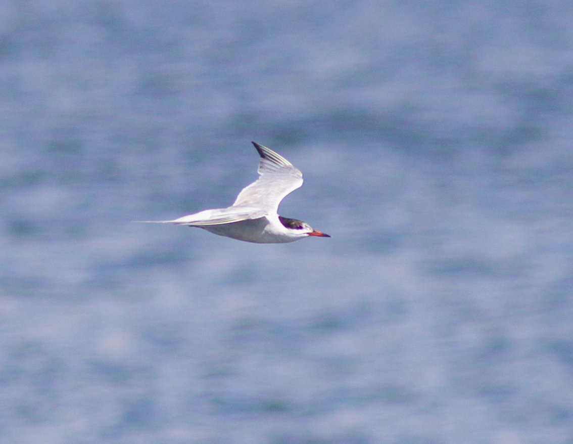 Common Tern - ML223496871