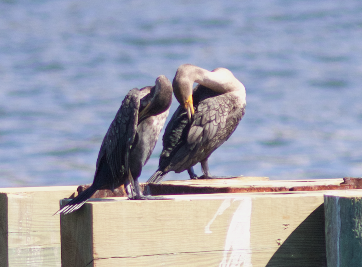 Double-crested Cormorant - ML223496891