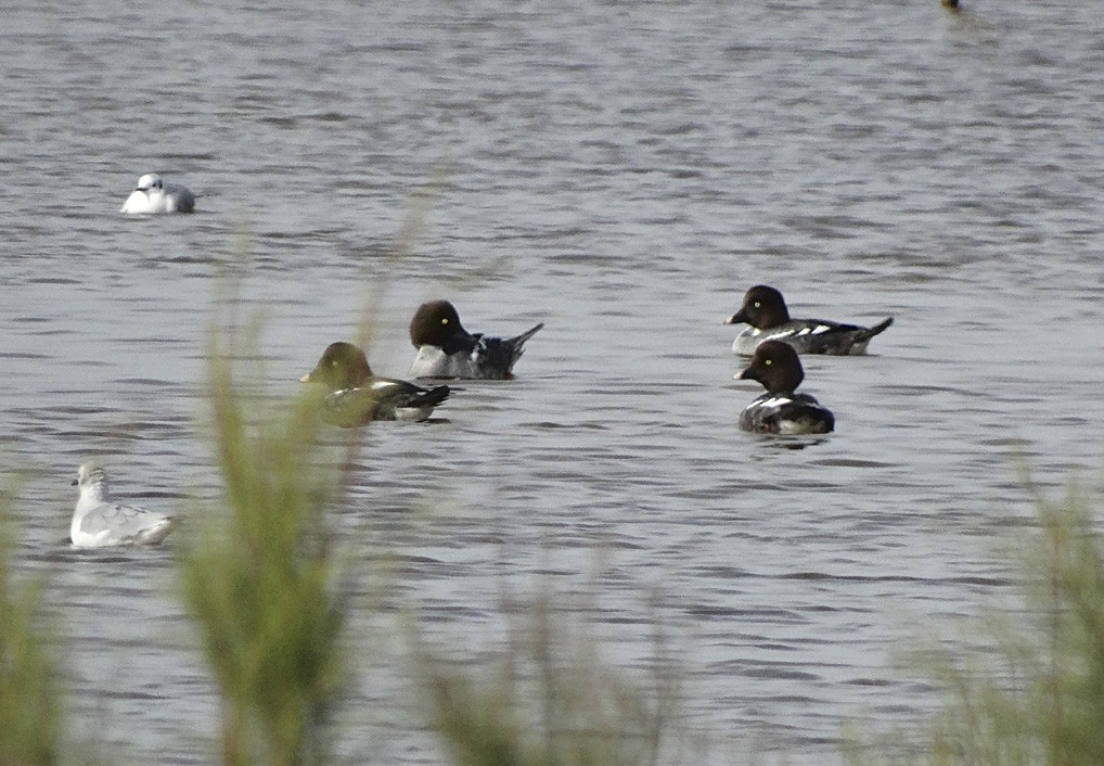 Common Goldeneye - ML22349801