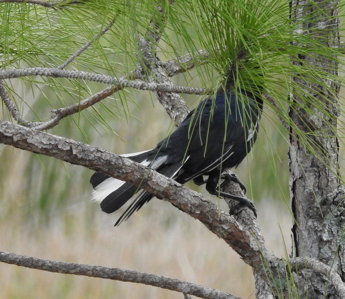 Boat-tailed Grackle - ML223499311