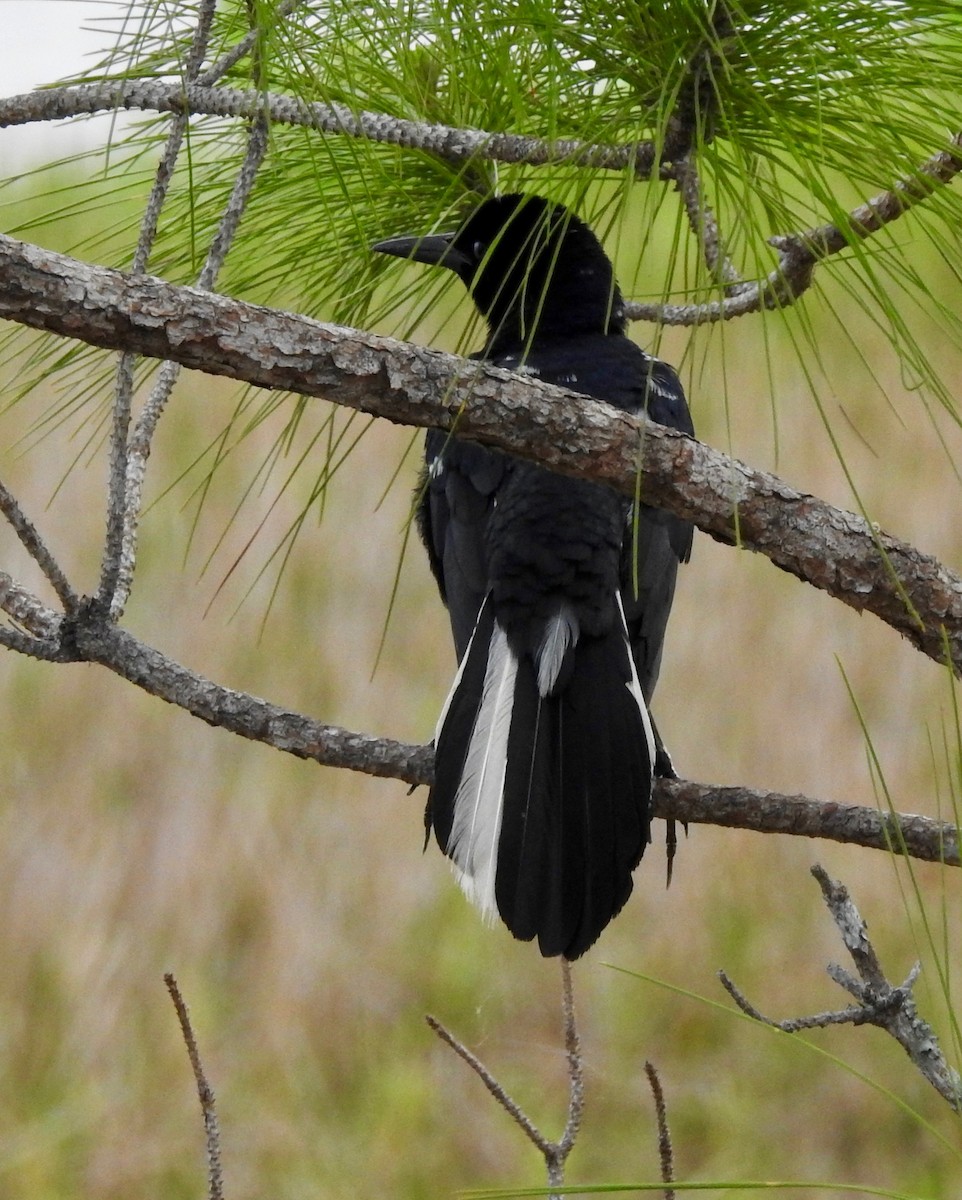 Boat-tailed Grackle - jack foard