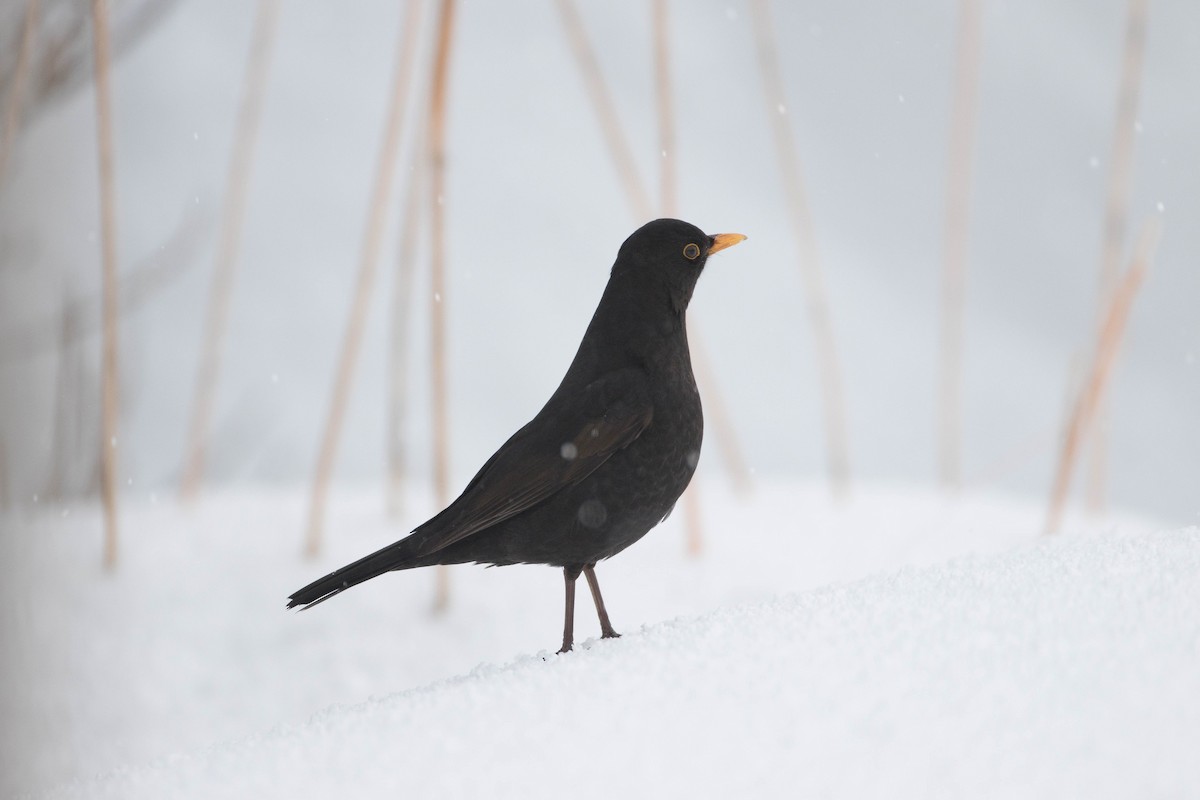 Eurasian Blackbird - ML223500191