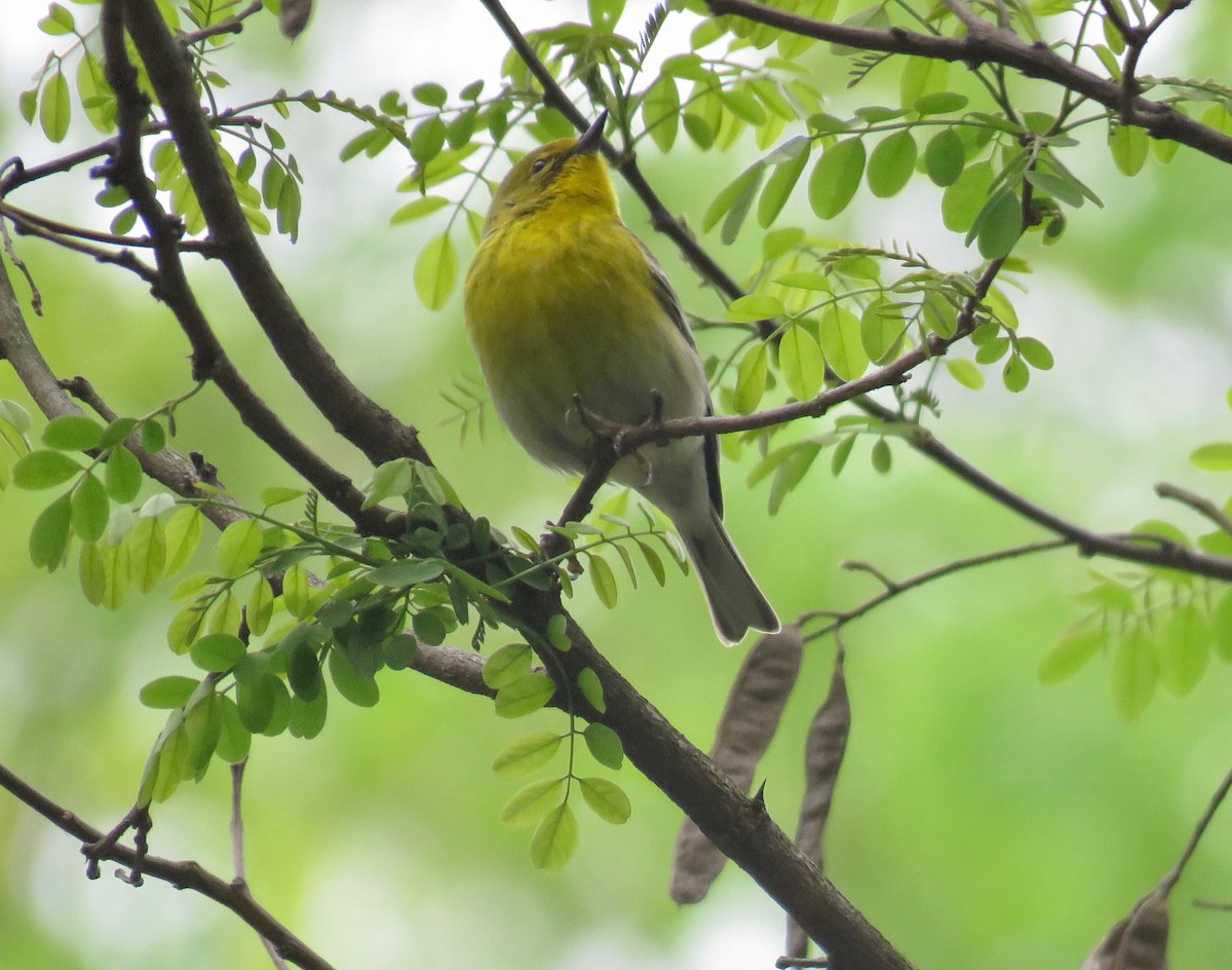 Pine Warbler - ML223501161