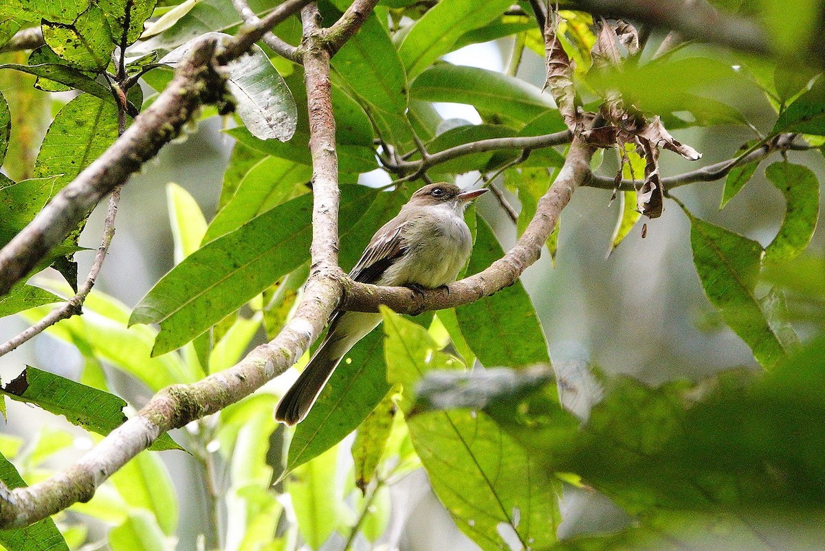 Swainson's Flycatcher - ML223502441