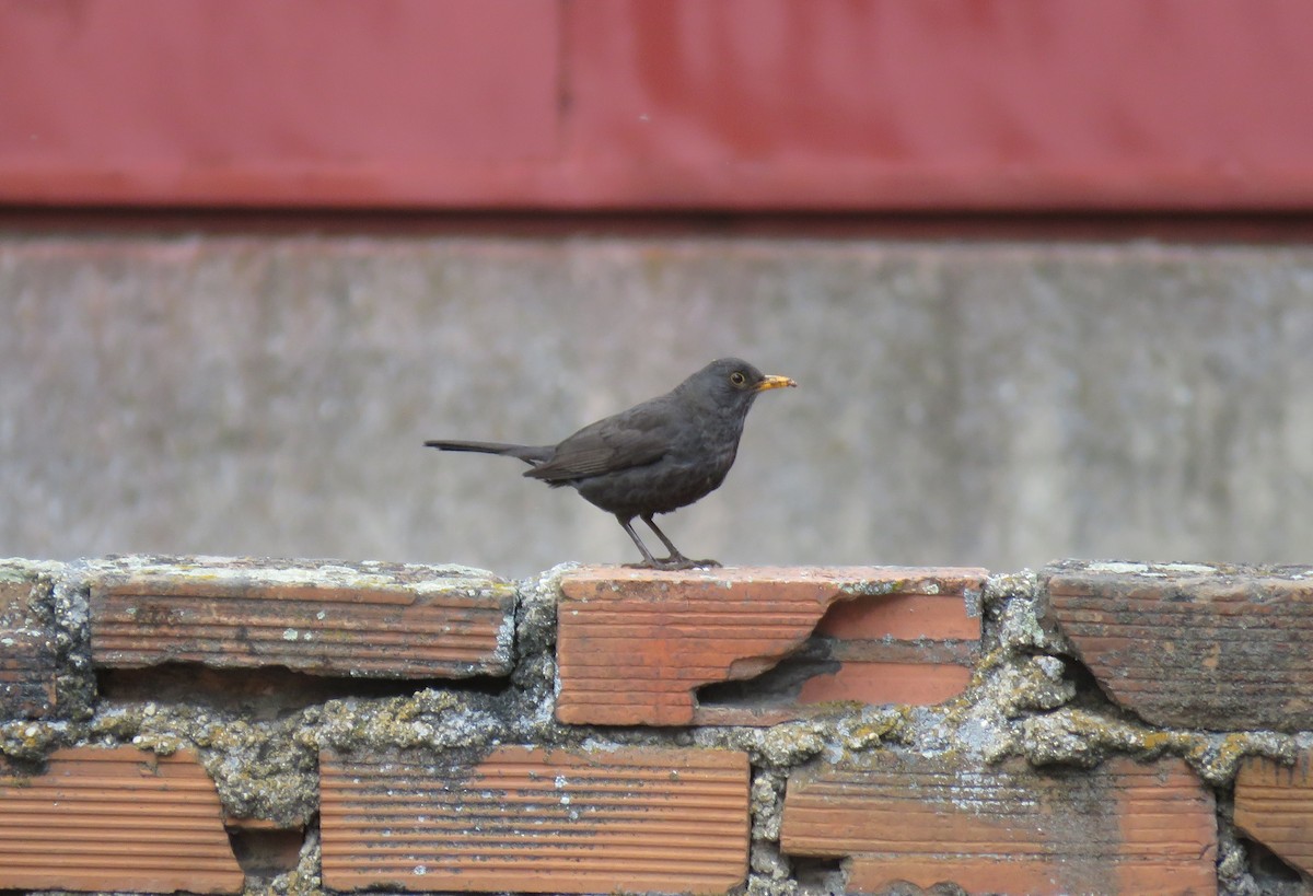 Eurasian Blackbird - ML223503881