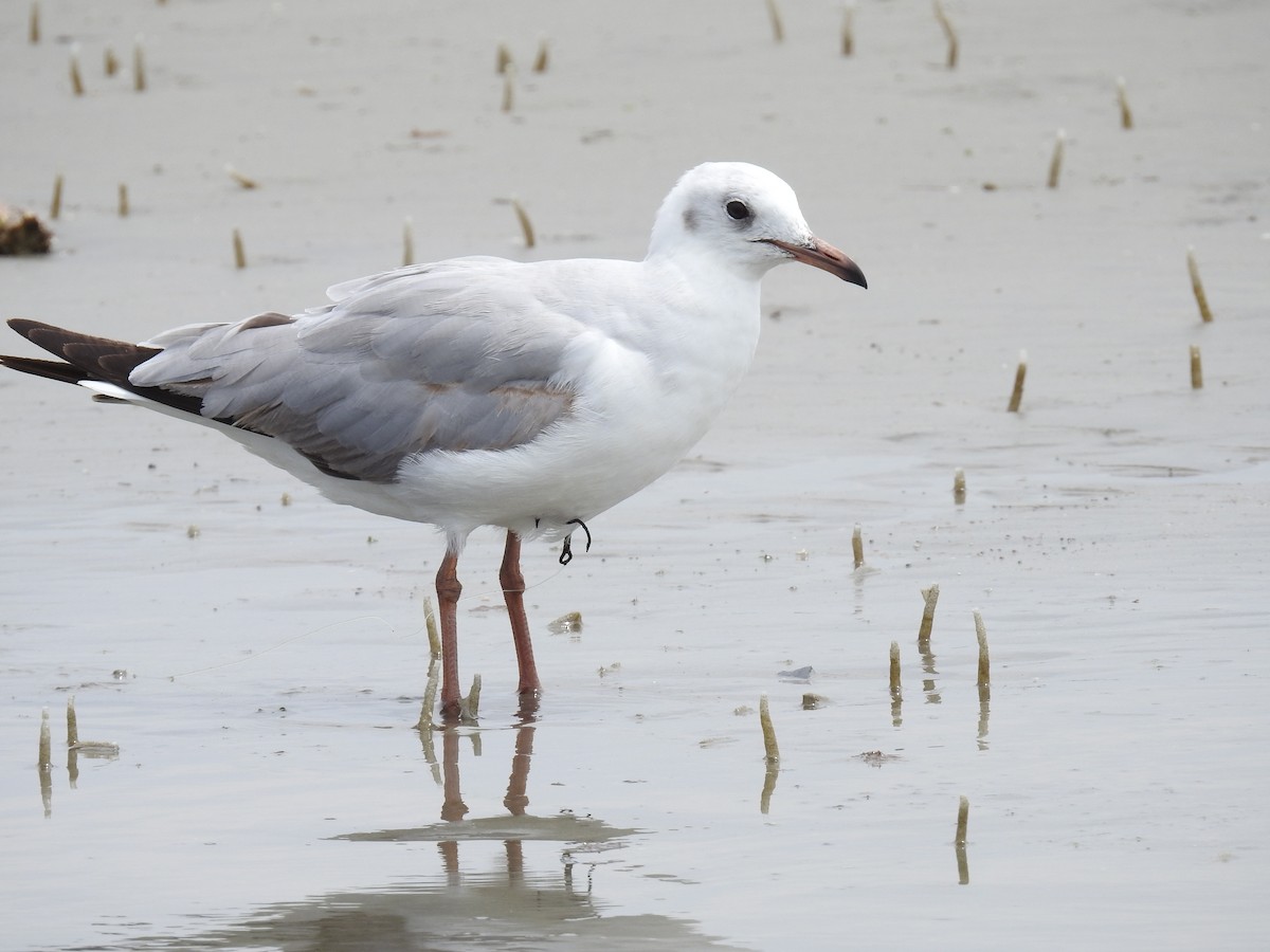 Gray-hooded Gull - Fernando Angulo - CORBIDI