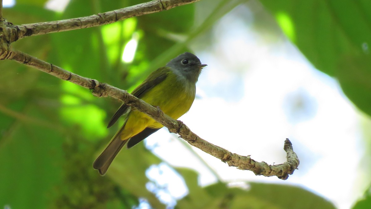 Gray-headed Canary-Flycatcher - ML223505951