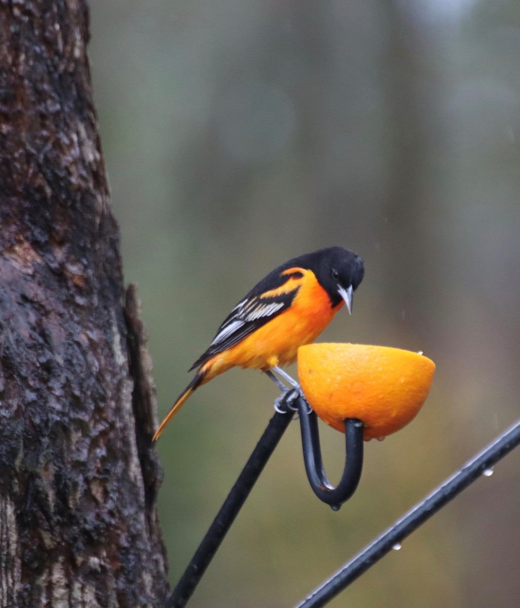 Baltimore Oriole - Laura Szmania