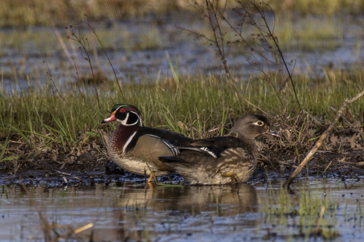 Wood Duck - Matt Misewicz