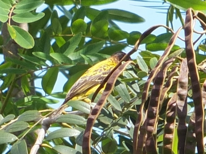 Village Weaver - ML223507581