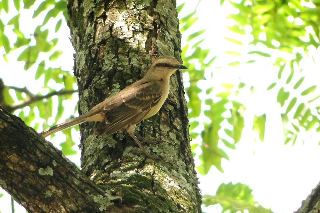 Chalk-browed Mockingbird - ML22350761