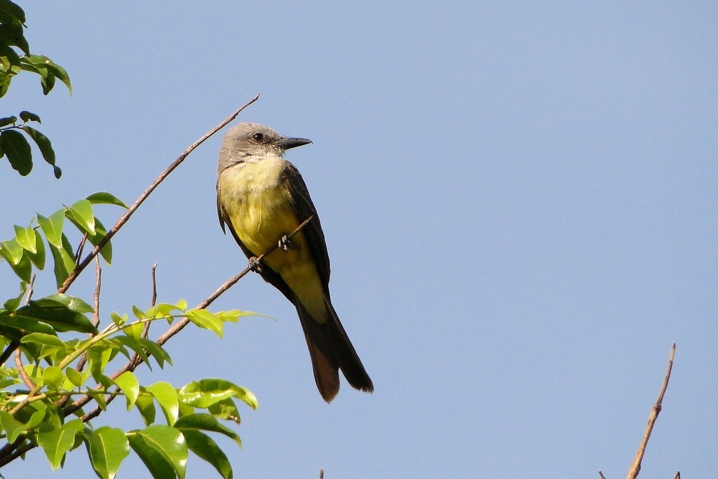 Tropical Kingbird - ML22350771