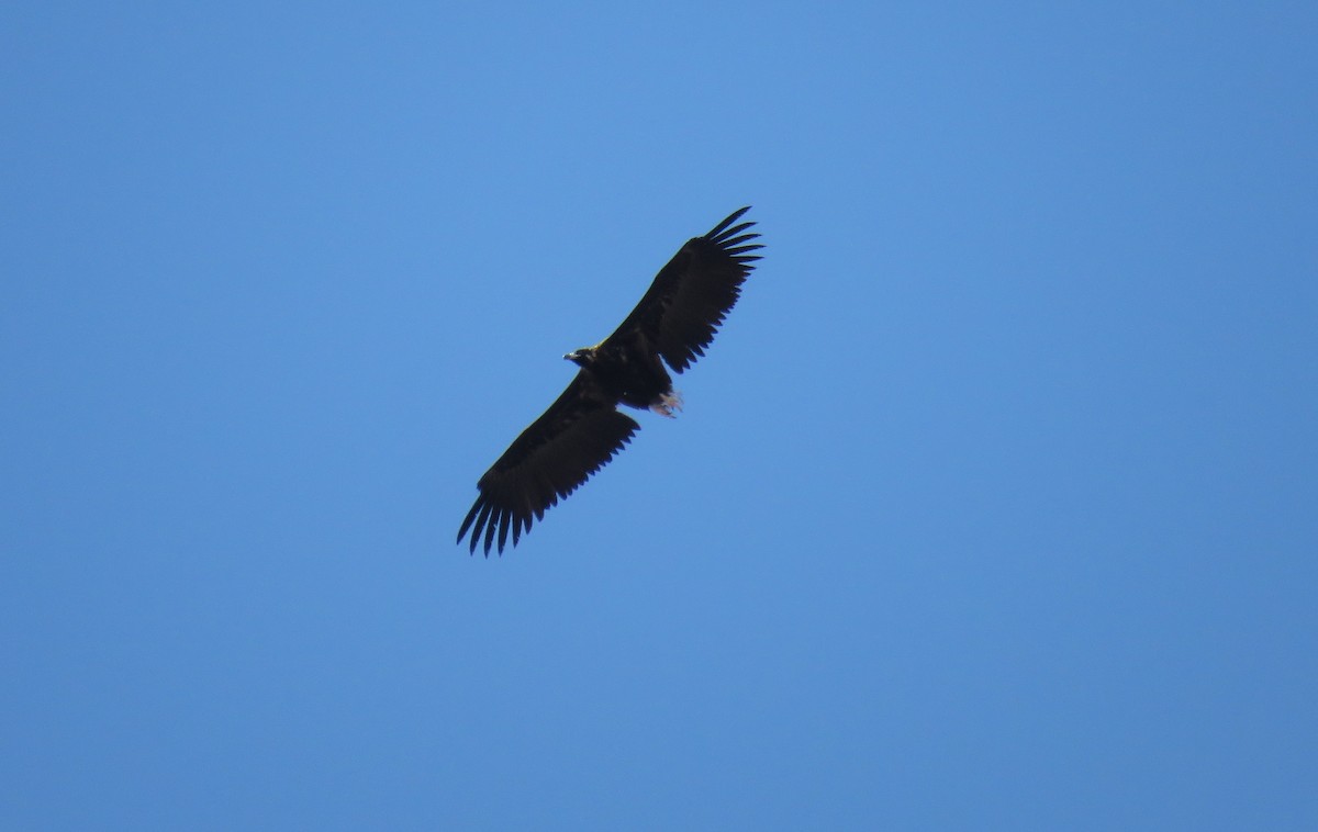 Cinereous Vulture - ML223508351
