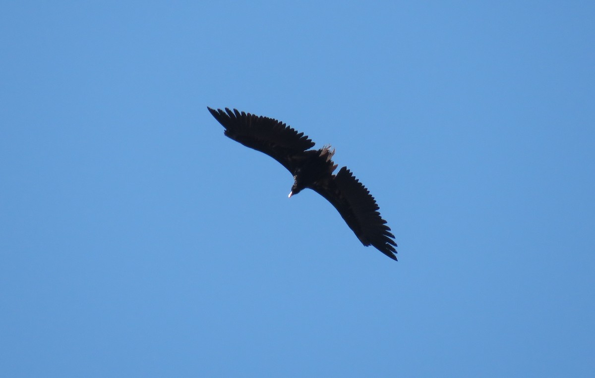 Cinereous Vulture - ML223508361