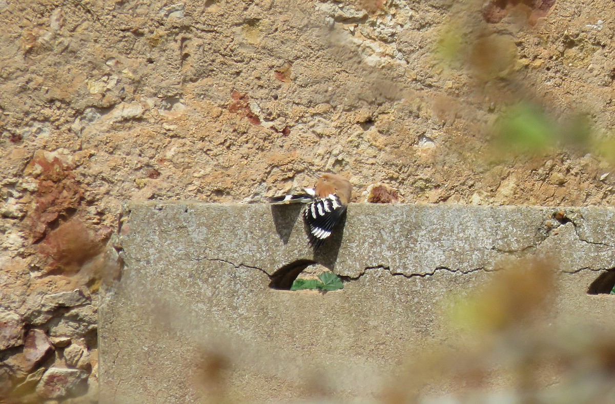 Eurasian Hoopoe - ML223508381