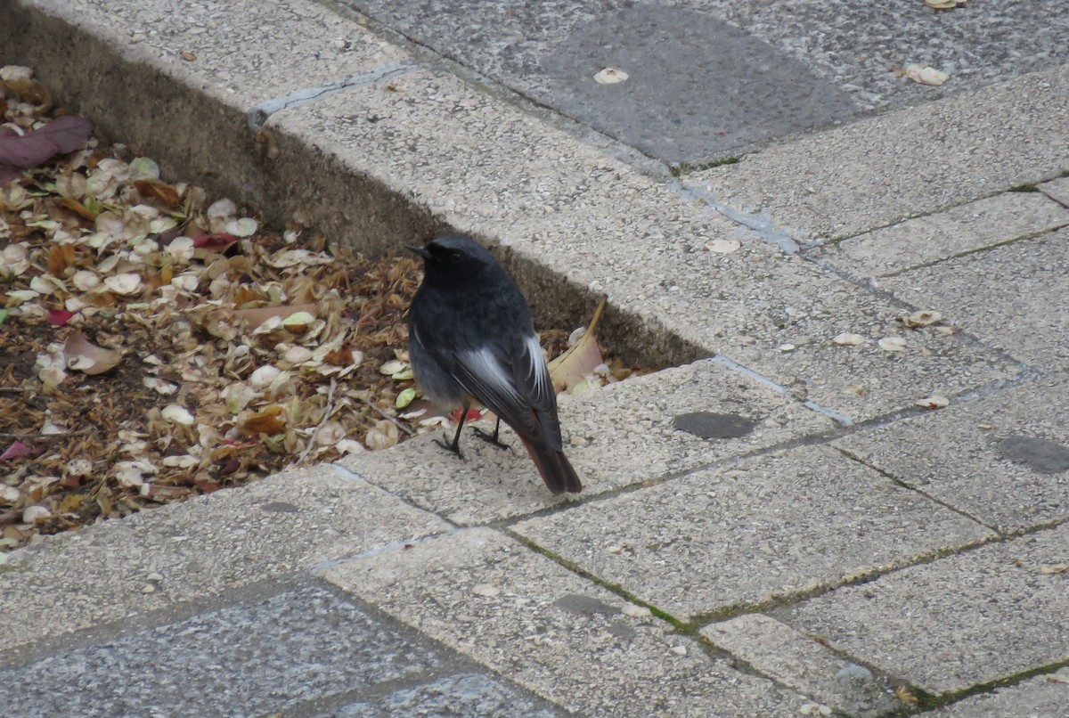 Black Redstart - ML223508681