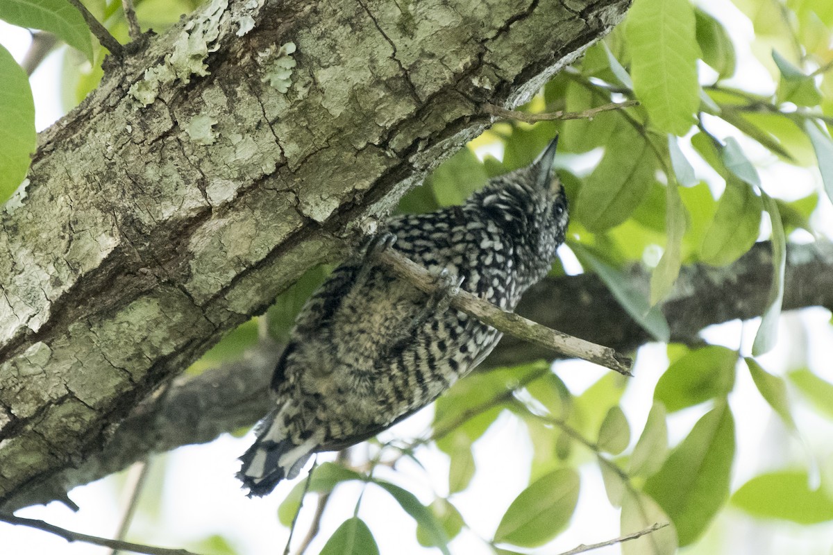 White-wedged Piculet - Luiz Carlos Ramassotti