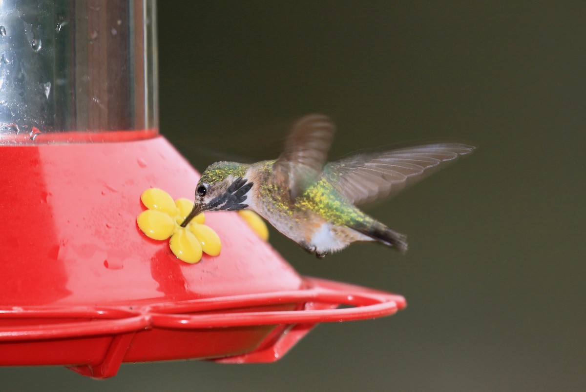 Calliope Hummingbird - Roger Zachary