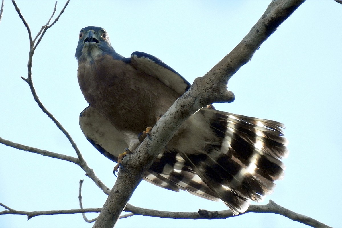 Double-toothed Kite - ML223510951
