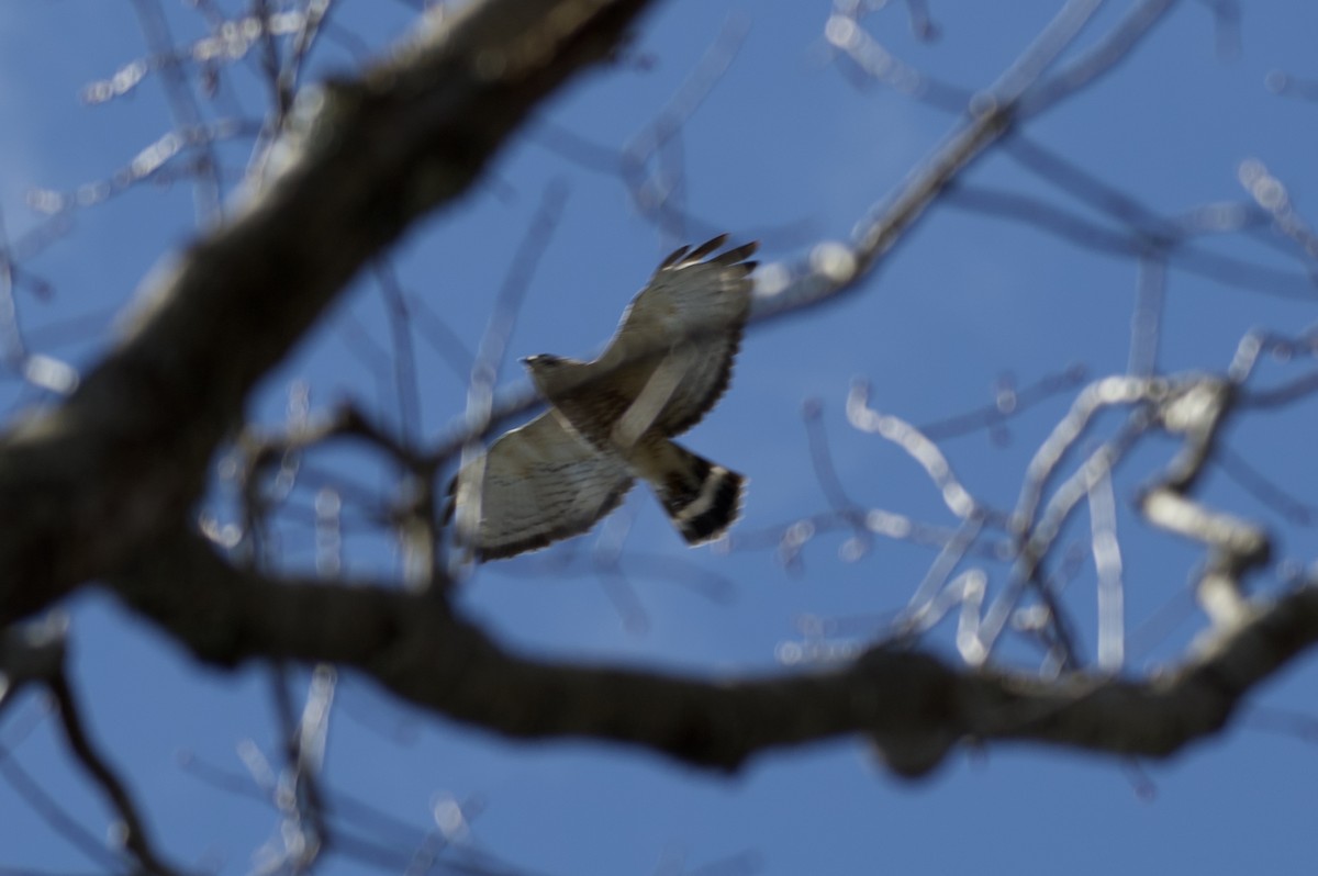 Broad-winged Hawk - ML223511451