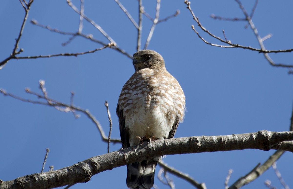 Broad-winged Hawk - ML223511461